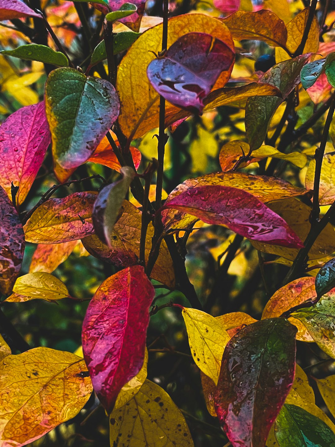 Raindrops cling to colorful autumn leaves on tree branches.